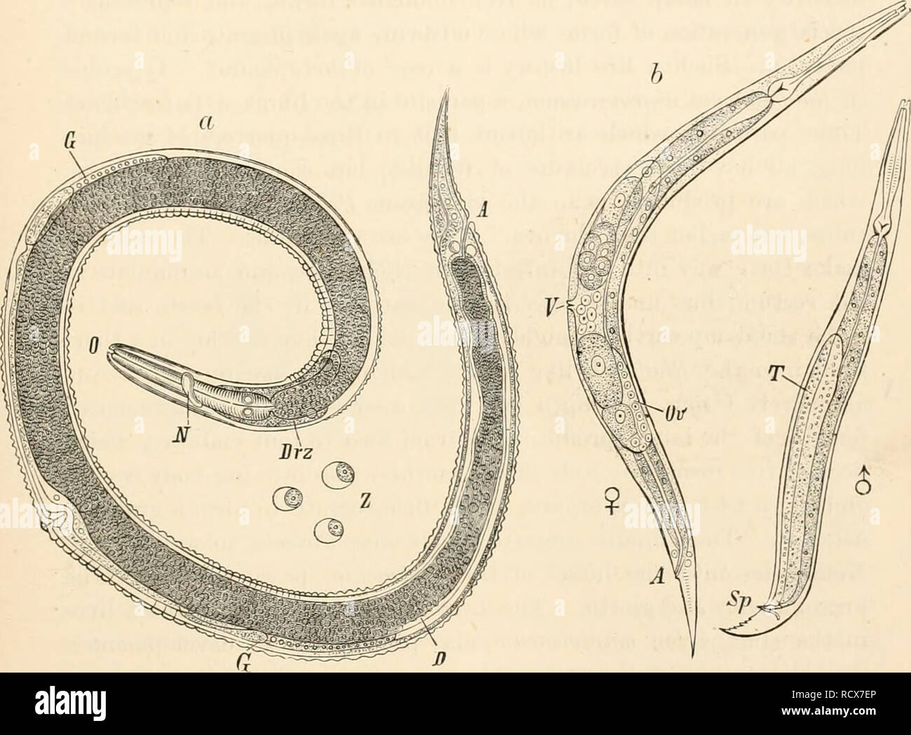 . Elementary text-book of zoology. Zoology. NEMATODA. 349 stage the characteristic oral capsule of the sexually adult stage, to which they only develop in the intestine of the Perch. According to Fedschenko,* a similar mode of development occurs in Filaria medinensis. The embryos pass = into puddles of water, and migrate thence into the body cavity of the Cydopidw; and after casting their skin assume a form which, except for the absence of the oral capsule, resembles that of the larva of Cucullanus. After the expiration of two weeks there is another ecdysis, with which is connected the loss of Stock Photo