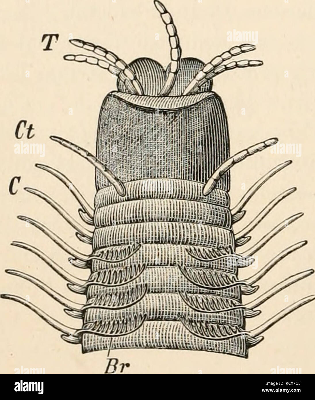 . Elementary textbook of zoology. Zoology. 304 VEBMES. mented from the