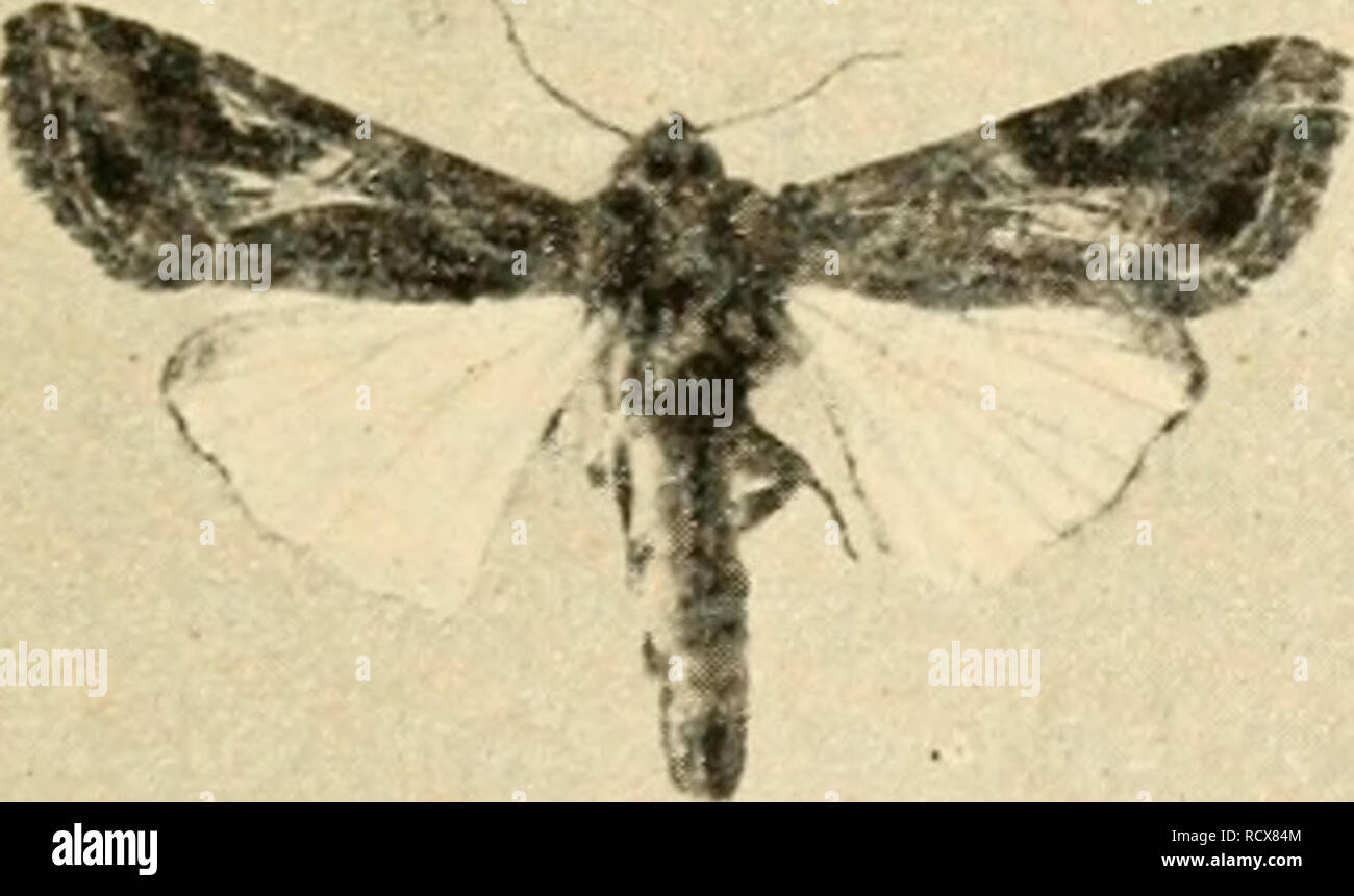 . Der Tropenpflanzer; zeitschrift fr tropische landwirtschaft. Tropical