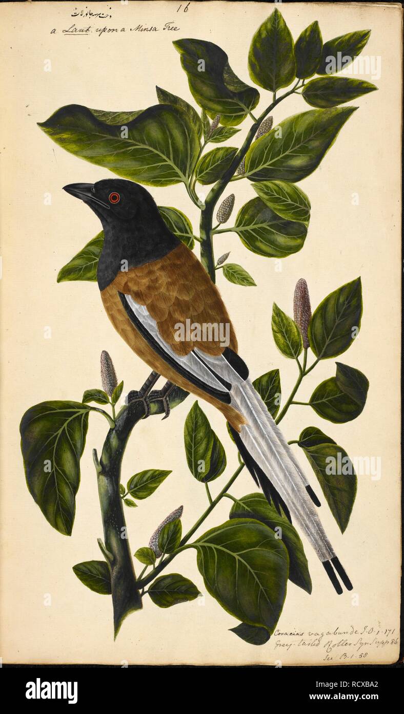 Rufous Treepie A Dendrocitta Vagabundaa Original Inscriptions A A Laut Upon A Minsa Tree A In Nastaliq And English A Coracias Vagabunda I O I 171 Grey Tailed Roller Syn Supp 86 See B I 58a