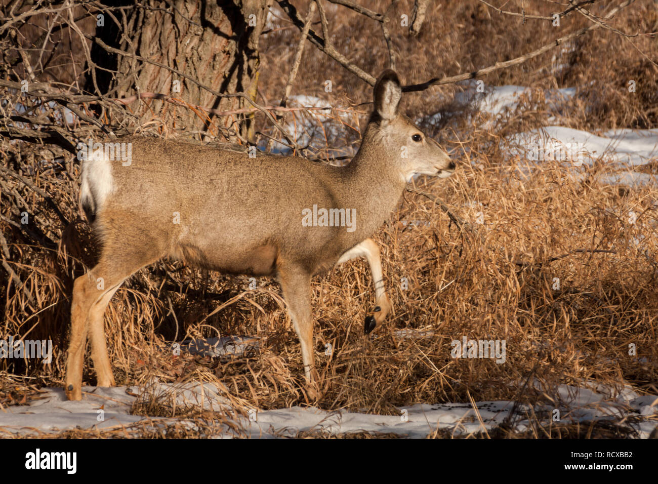 Wild deer (side view), leg and hoof raised, scampers through grass and snow as it forages for food in winter in Alberta, Canada, countryside. Stock Photo