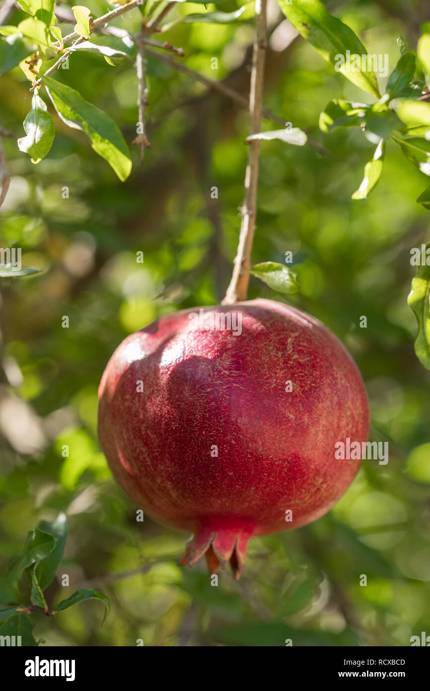 Ripe pomegranate fruit on a tree branch close-up Stock Photo