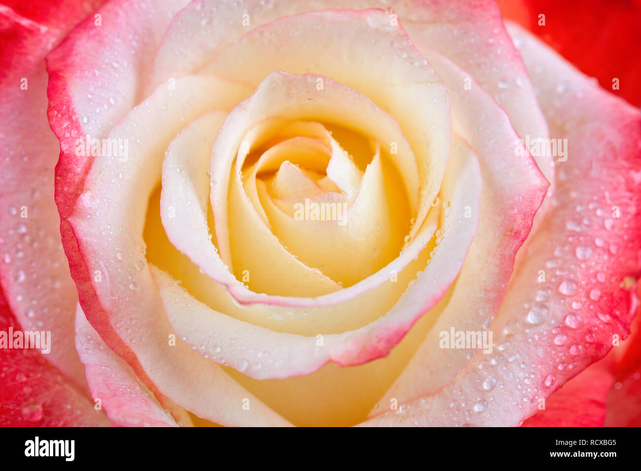 Beautiful multi-colored rose with dew drops close-up. For greeting cards  Stock Photo - Alamy, image size:1300x956