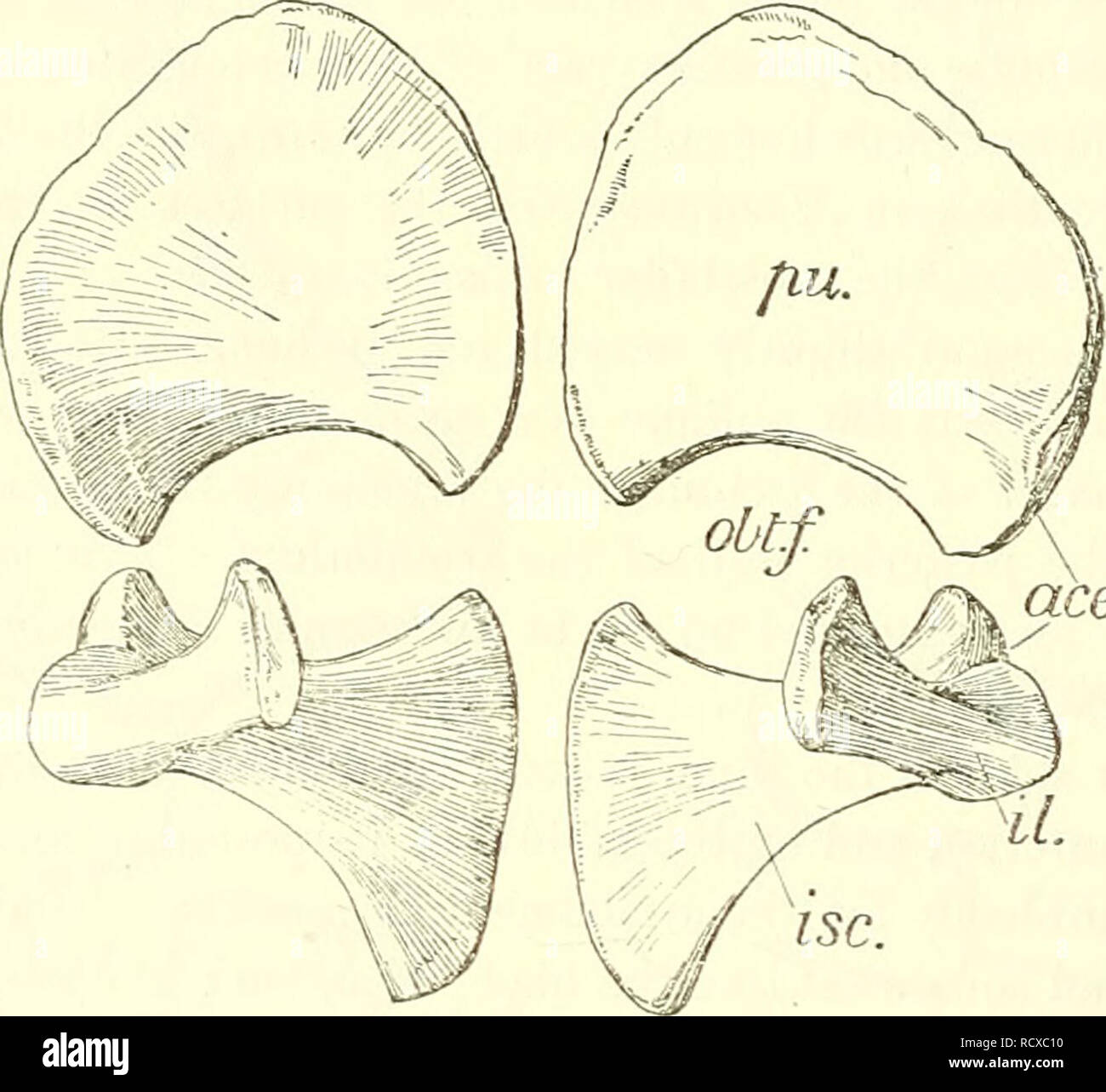 . A descriptive catalogue of the marine reptiles of the Oxford clay. Based on the Leeds Collection in the British Museum (Natural History), London ... Reptiles, Fossil. 186 MAEINE EEPTILES OF THE OXEOED CLAT. The pelvis of a young individual (E. 2417) is shovrn in text-fig. 92. None of the bones are completely ossified, but the immaturity of the pubis is most striking, there being no trace of the antero-external angle or of the articular surfaces; these must have been still cartilaginous. The ilium is less expanded at the ends, while the ischium, though resembling that of the adult more than i Stock Photo