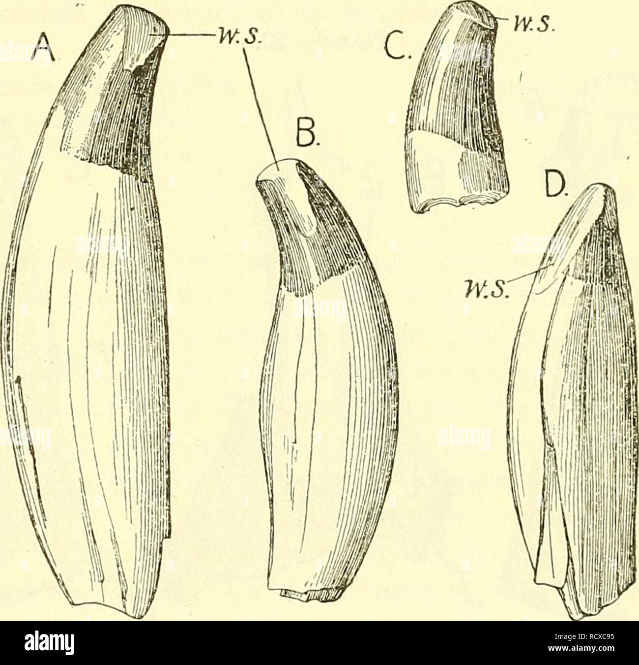 . A descriptive catalogue of the marine reptiles of the Oxford clay. Based on the Leeds Collection in the British Museum (Natural History), London ... Reptiles, Fossil. PELONEUSTES EVANSI. to the inner side of the teeth in use seems to show that the normal tooth-replacement was in operation. The atlas and axis of this specimen, allowing for crushing and fracture, are similar to the atlas and axis of the type specimen described and figured by Seeley in Quart. Journ. Geol. Soc. vol. xxxiii. (1877) p. 716, figs. 1 &amp; 2. The centra of the other cervicals are also like that of the fourth cervica Stock Photo