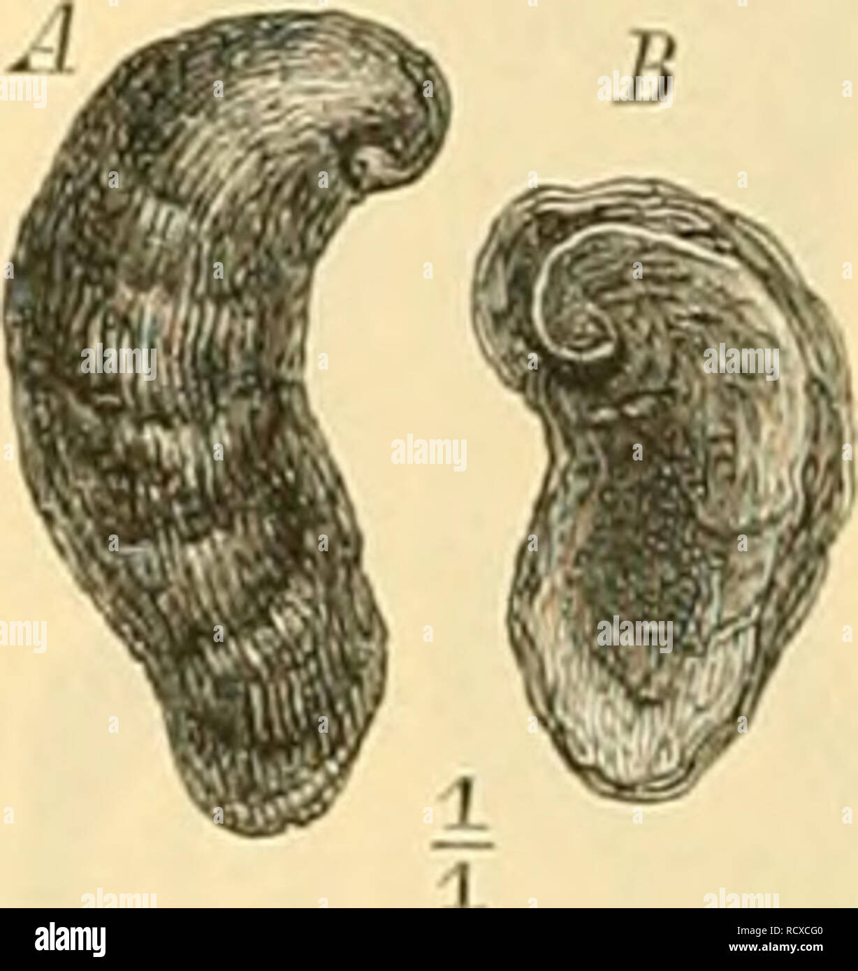 . Elemente der paläontologie bearbeitet. Paleontology. Fig. 303. Exogyra vtraula Dfr. Oberes Kimmeridge (Yir- gulien). Berner Jura. / Schale gegen die linke, J5 gegen die xeclite Klappe gesehen. Fig. 302. Exogyra cvhtmha Lmk. Cenoman. Regonsburg. Schale gegen die rechte Klappe (s') gesehen, s = linke Klappe mit seitwärts und Spiral gedrehtem Wirbel (»J. 500 fossile und ca. 100 lebende Arten. Am häufigsten sind sie in Jura und Kreide. Mehrere Untergattungen werden unterschieden: A. Wirbel gerade, nicht gelirünimt oder eingerollt. Schale glatt oder gerippt (Fig. 298, 299) Ostrea. B. Wirbel der ( Stock Photo