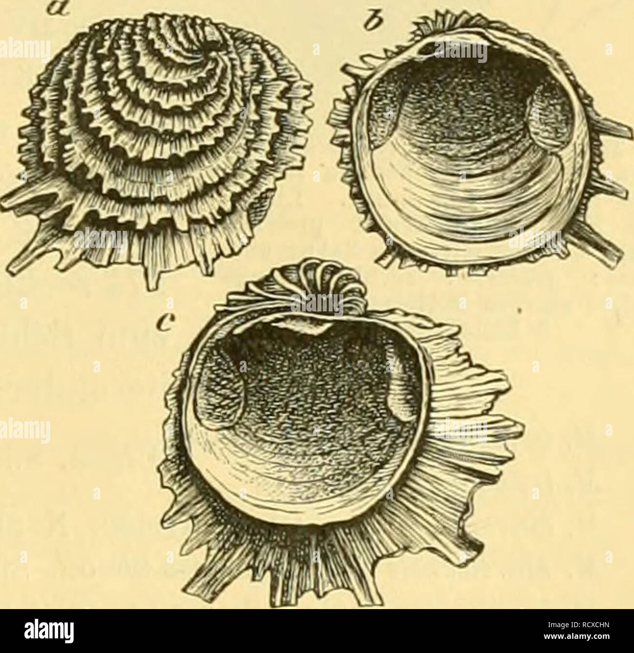 . Elemente der paläontologie bearbeitet. Paleontology. Fig. 272. Requienia ammonia Gf. sp. Untere Kreide; Urgon. Orgon, Bouches dn Ehöne. s = rectte (Deckel-jKlappe; s' = linke, festgeheftete Klappe. Fig. 273. Chama distaus Desh. Untereocän (Sables infä- rieuresl. Cuise-la-Motte, Pariser Becken, a = rechte, freie Klappe von aussen; b = dieselbe von innen; c = linte, grössere, festgeheftete Klappe von innen. Chama Lin. (Fig. 273). Meist mit der linken, seltener mit der rechten Klappe aufgewachsen. Feste Klappe (c) stets, wenn auch nur wenig grösser als die Deckelklappe (a, b). Oberfläche mit co Stock Photo