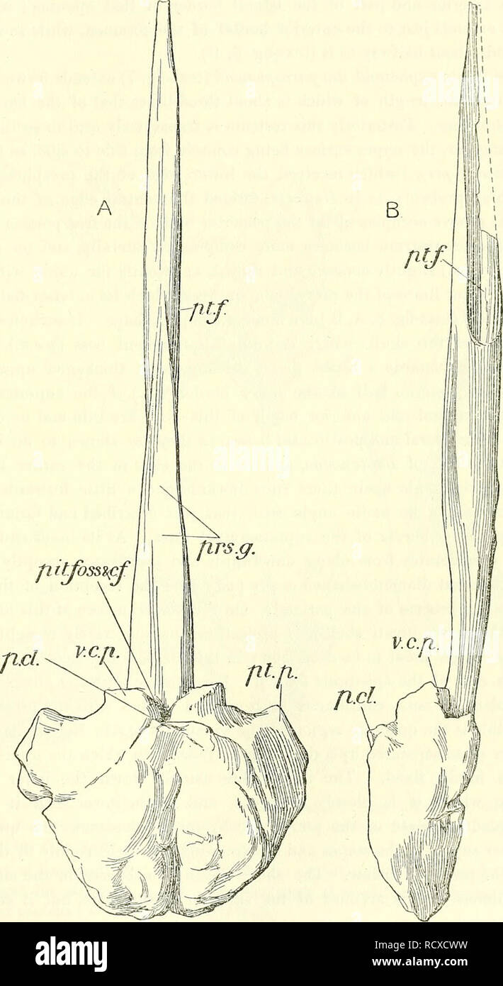 . A descriptive catalogue of the marine reptiles of the Oxford clay ...