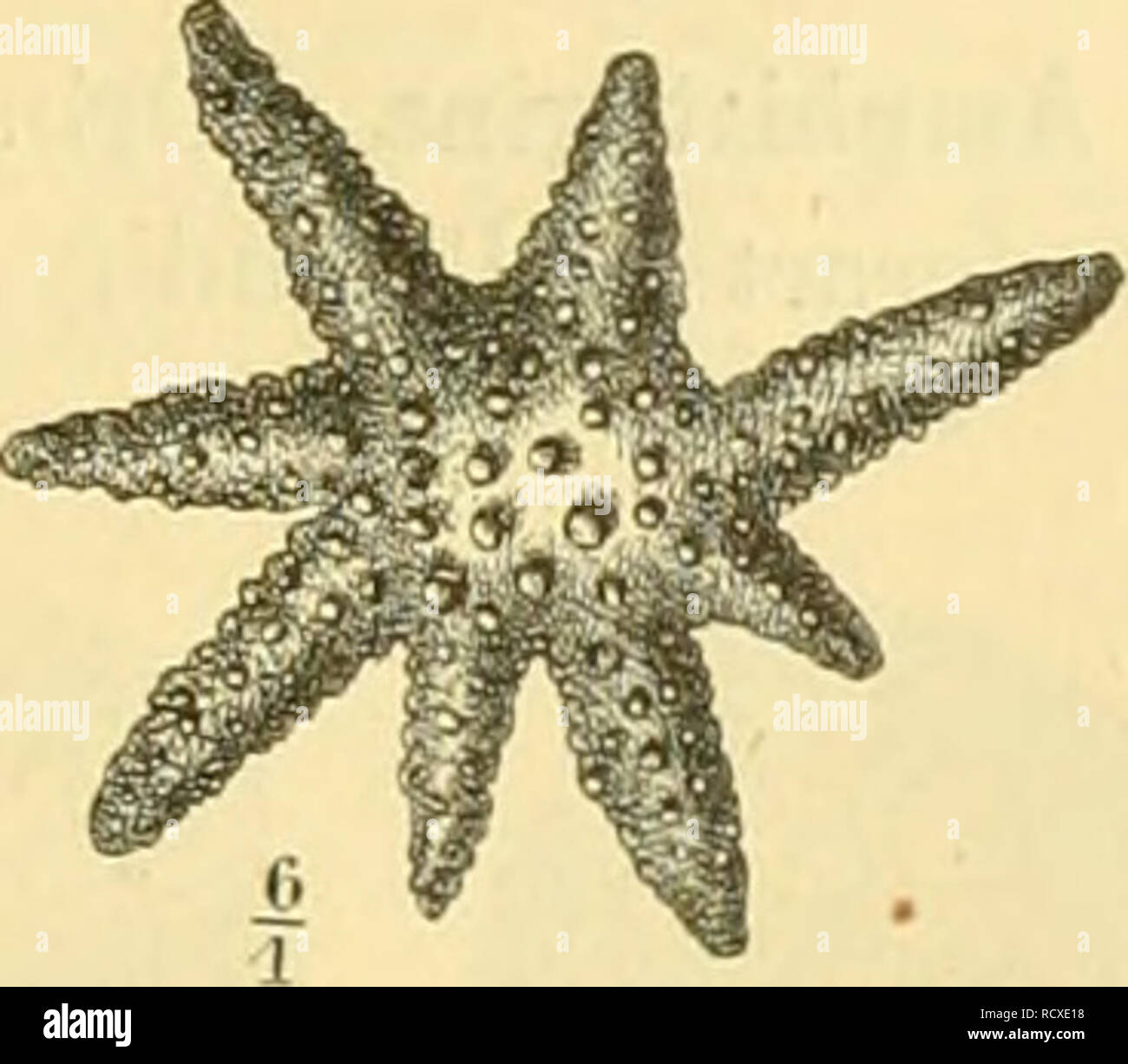 . Elemente der paläontologie bearbeitet. Paleontology. Fig. !1. Tiitncfitiilina lohatnld Walk. sp. Miouäu. Wien. .l^VMU der Oberseite. B vou iler Unterseite: it = die siLtltformige Mitudnng. C von der Seite.. Fig. VI. Culcuiina tipentfUyi Lin. sp. (= calcitrapoides Lk.) Oljer.ste Kreide (Danien). Mastricht. Calcarina d'Orb. (Fig. 3 C; Fig. 12). Wie Truncatidma, aber die Umgänge von reichlich entwickeltem Zwischenskelet umgeben, welches der Oberfläche ein warziges und stacheliges Aussehen verleiht (Fig. 12). Grobe Canäle (Fig. 3 C ab) durchziehen das Zwischen- skelet. C. Speiigleri Lin. sp. (Fi Stock Photo