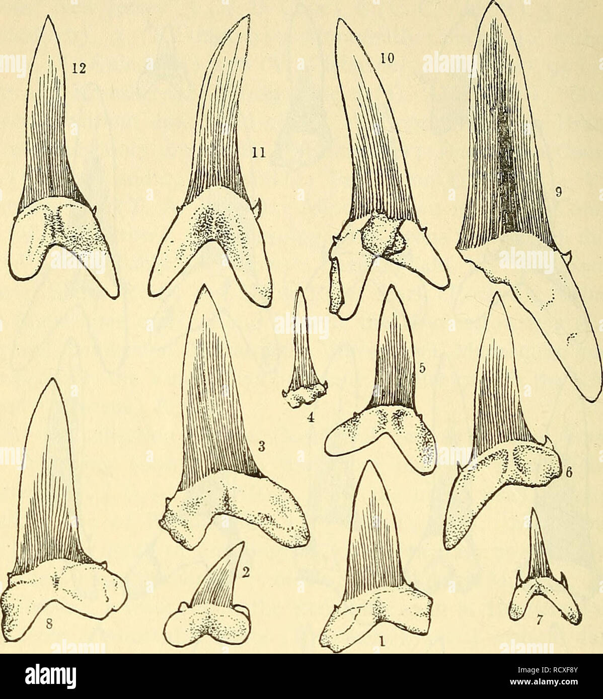 . A description of the fossil fish remains of the Cretaceous, Eocene and Miocene formations of