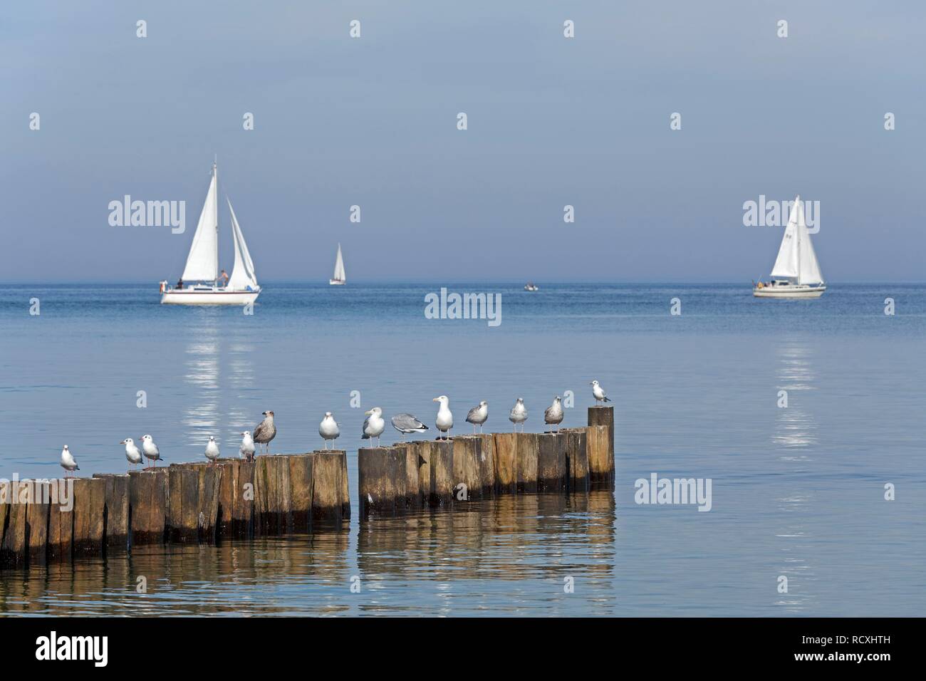 Seagulls resting on breakwaters, sailing boats, Kuehlungsborn-Ost, Baltic Sea, Mecklenburg-Western Pomerania Stock Photo