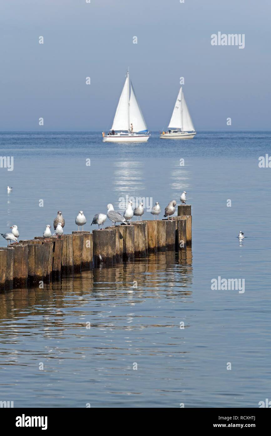 Seagulls resting on breakwaters, sailing boats, Kuehlungsborn-Ost, Baltic Sea, Mecklenburg-Western Pomerania Stock Photo