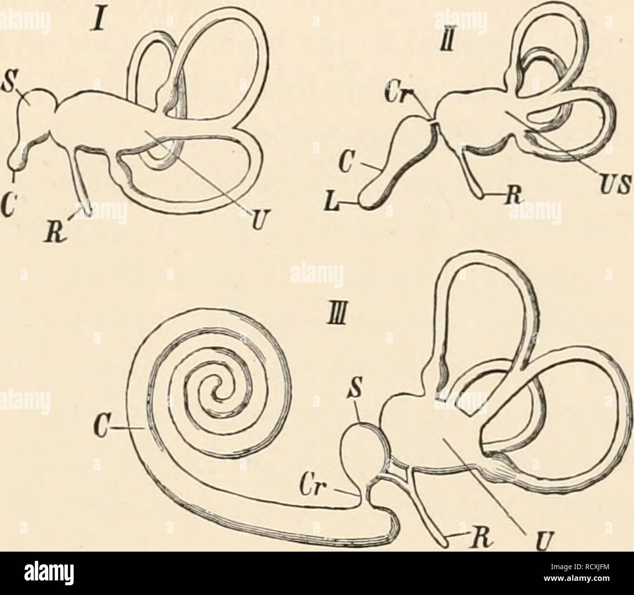 Elementary text-book of zoology. Zoology. SENSE ORGANS. 121 The sense organs present the following arrangement. The anterior is the olfactory organ, which consists of a pit usually paired, excep- tionally unpaired ( Elementary text-book of zoology. Zoology. SENSE ORGANS. 121 The sense organs present the following arrangement. The anterior is the olfactory organ, which consists of a pit usually paired, excep- tionally unpaired (