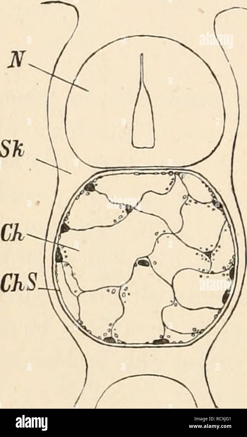 Proarticulates . Elementary text-book of zoology. Zoology. 110 VEETEBRATA. by ...