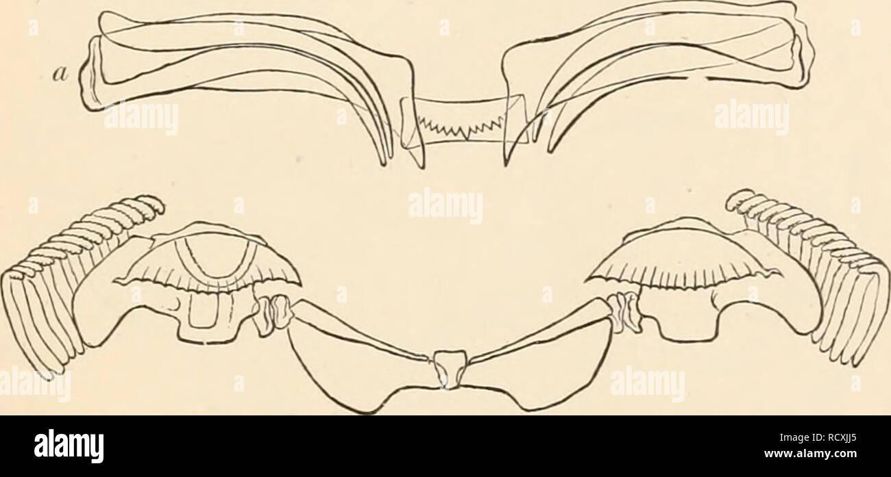 . Elementary text-book of zoology. Zoology. GASTROPODA. 37 cavity there ...