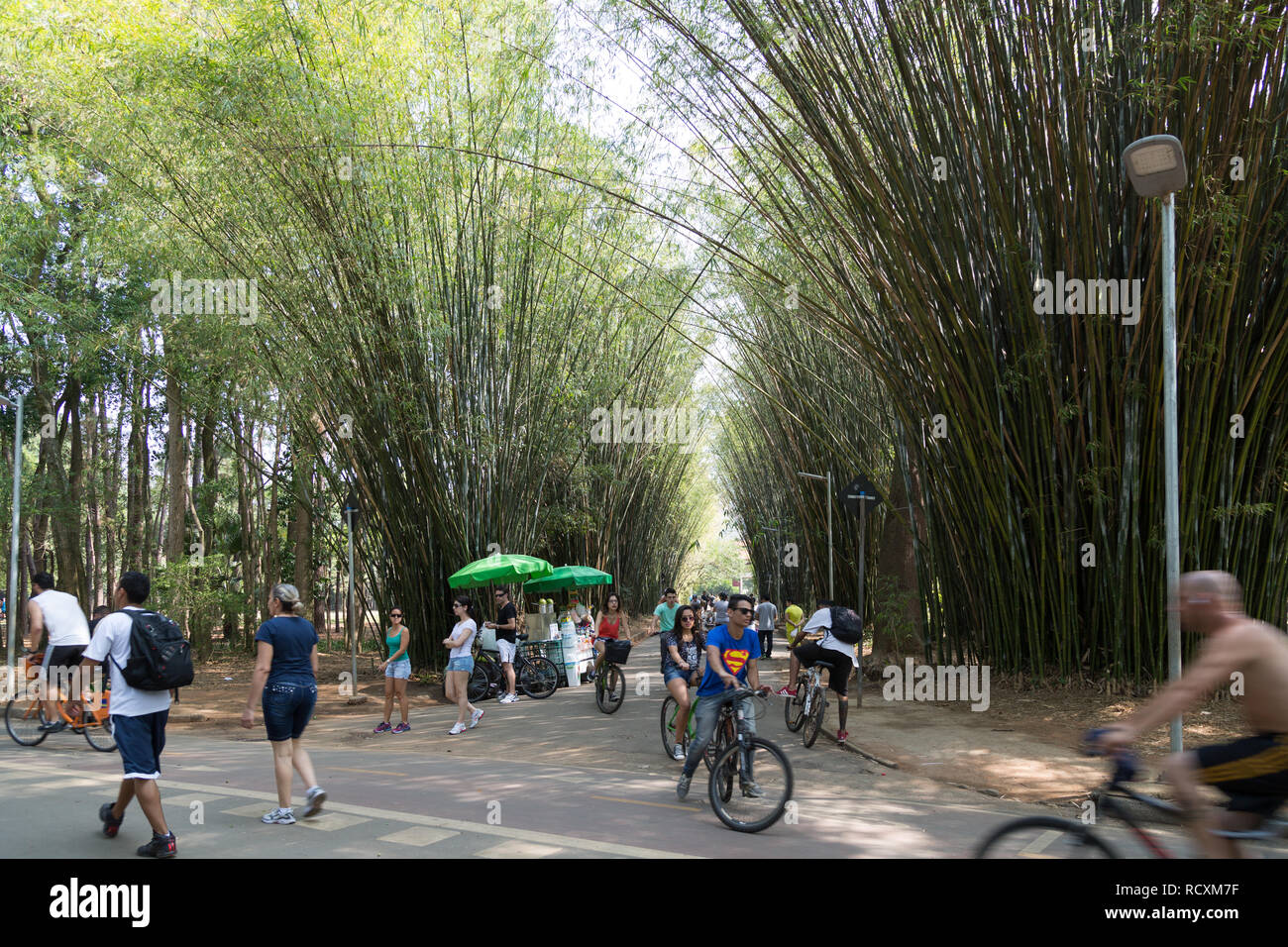 People enjoy walking, biking, cycling. Passersby on bike passing by, through bamboo grove, Parque Ibirapuera, Sao Paulo, Brazil Stock Photo