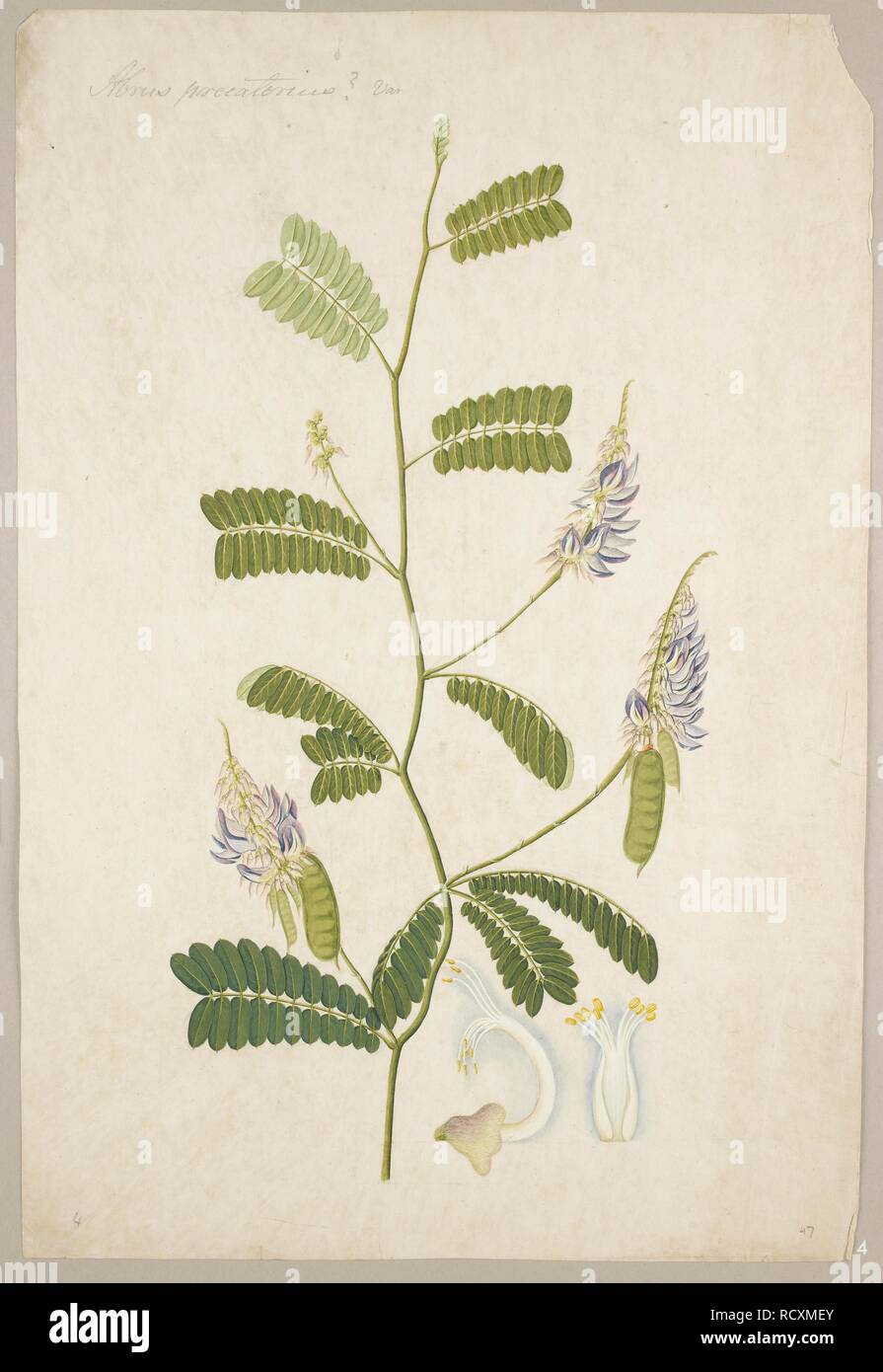 'Abrus Precatorius' L.(Leguminosae) or 'Abrus Fruticulosus'. Plant from the family Fabaceae. 1818-c.1830. Watercolour and pencil. Source: NHD 49/4. Stock Photo