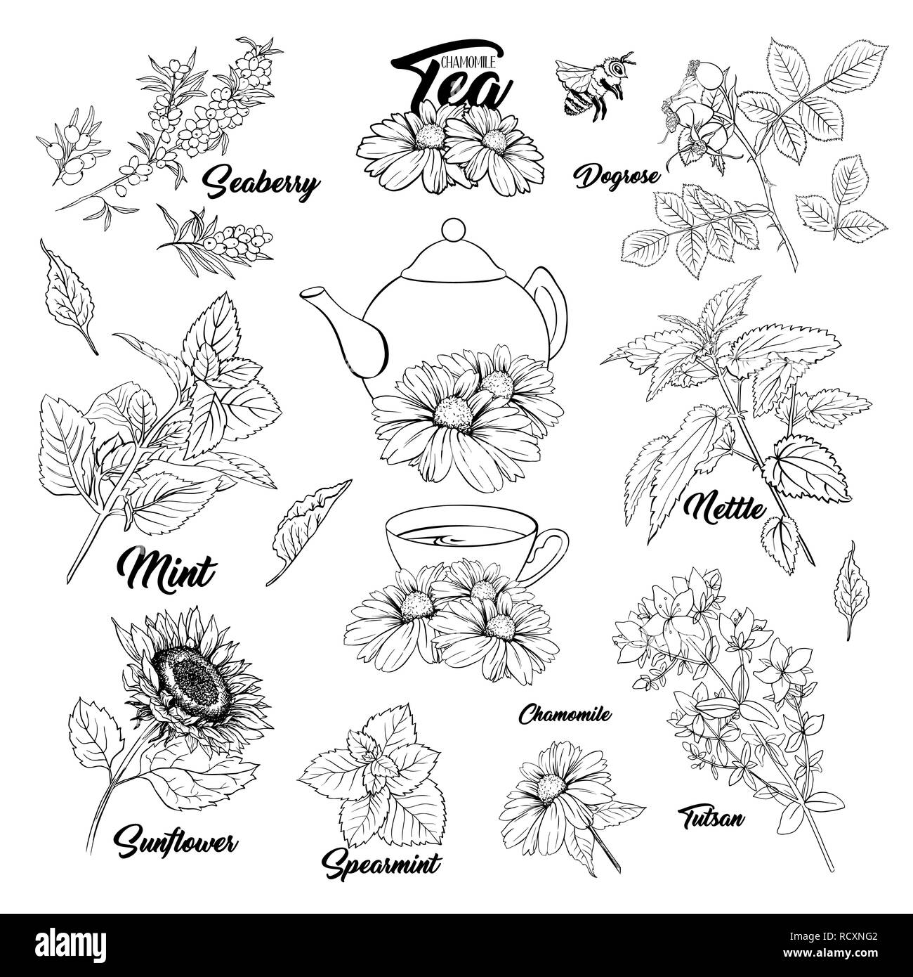 Tea Herbs Botany Plants Outline Set. Sketch Isolated Hand Drawn Engraved Illustration of Stinning Daisy or Chamomile Flower. Dogrose, Mint, Tutsan Herb. Herbal Medicine Nettle. Seaberry and Sunflower Stock Vector