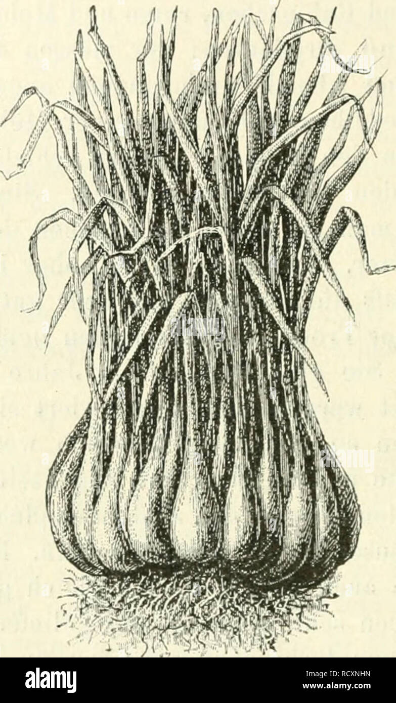 . Der Tropenpflanzer; zeitschrift fr tropische landwirtschaft. Tropical plants; Tropical crops. — 262 — Palmen), wie mau solche massenhaft hier in den Tropen findet. Später mufs man den Schnittlauch auspflanzeu. Sehr gut gedeihen Steckzwiebeln, namentlich die Kartolfelzwiebel, von der auch das Grüne benutzt werden kann, ferner Schalotten, Winterheckezwiebeln, Knoblauch und Roccambol. Erwähnt sei noch eine vorzijgliche Art, der Johannislauch. Siehe Katal^og von Stenger & Rotter, Erfurt, Seite 99. Mau mufs sich nach der Lieferzeit richten, die vom August an fällt. Diese Firma liefert ebenfal Stock Photo