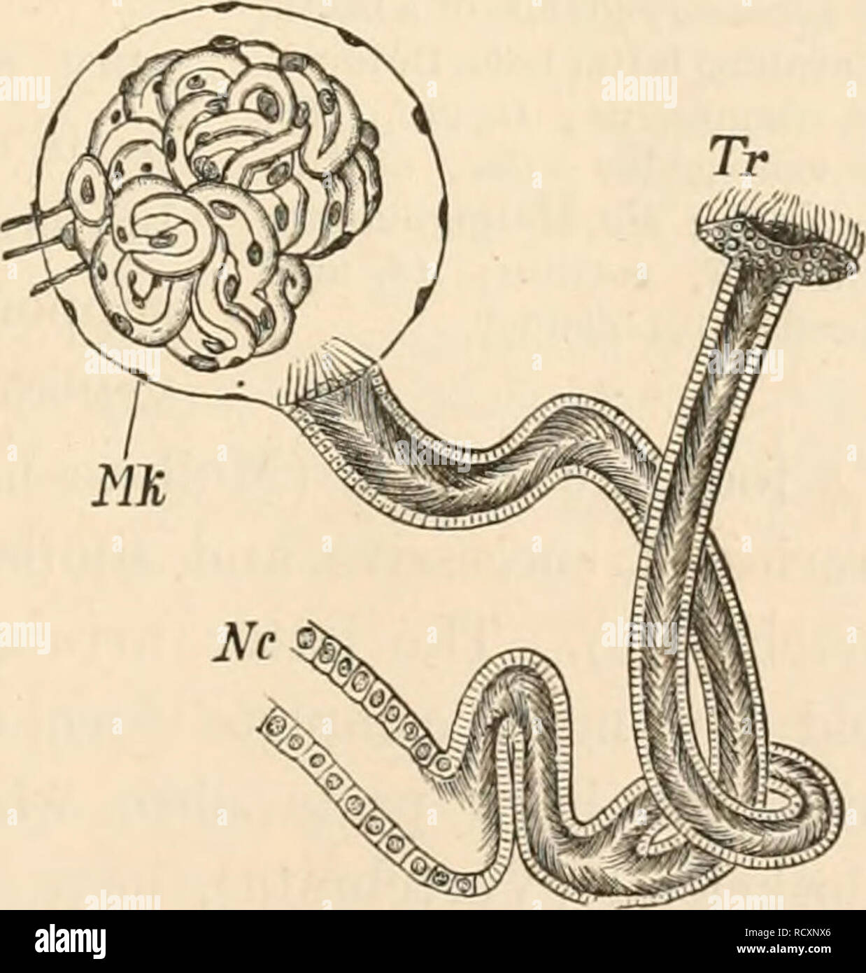 . Elementary textbook of zoology. Zoology. FIG. 71.—Diagrammatic