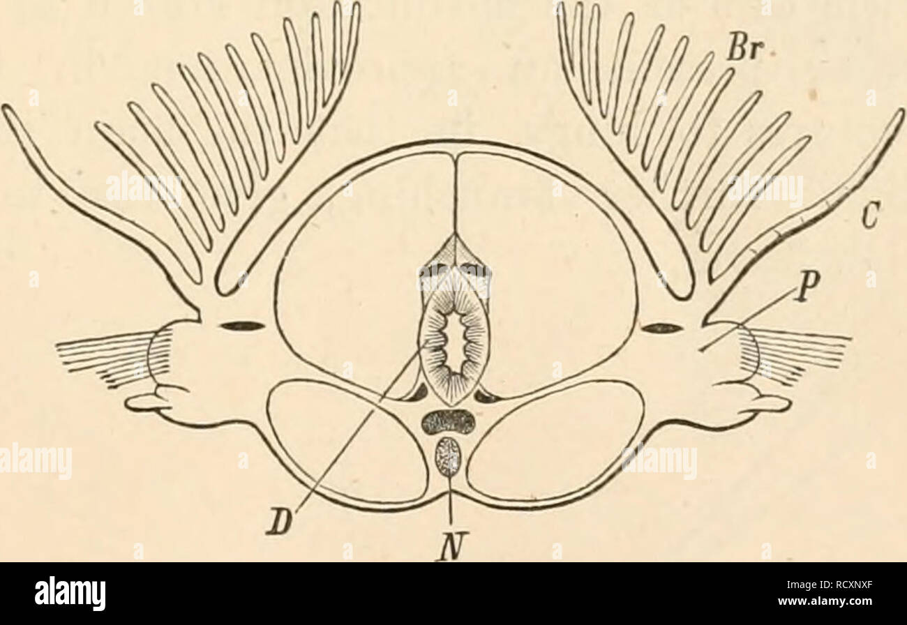 . Elementary text-book of zoology. Zoology. FIG. 64. — Transverse ...