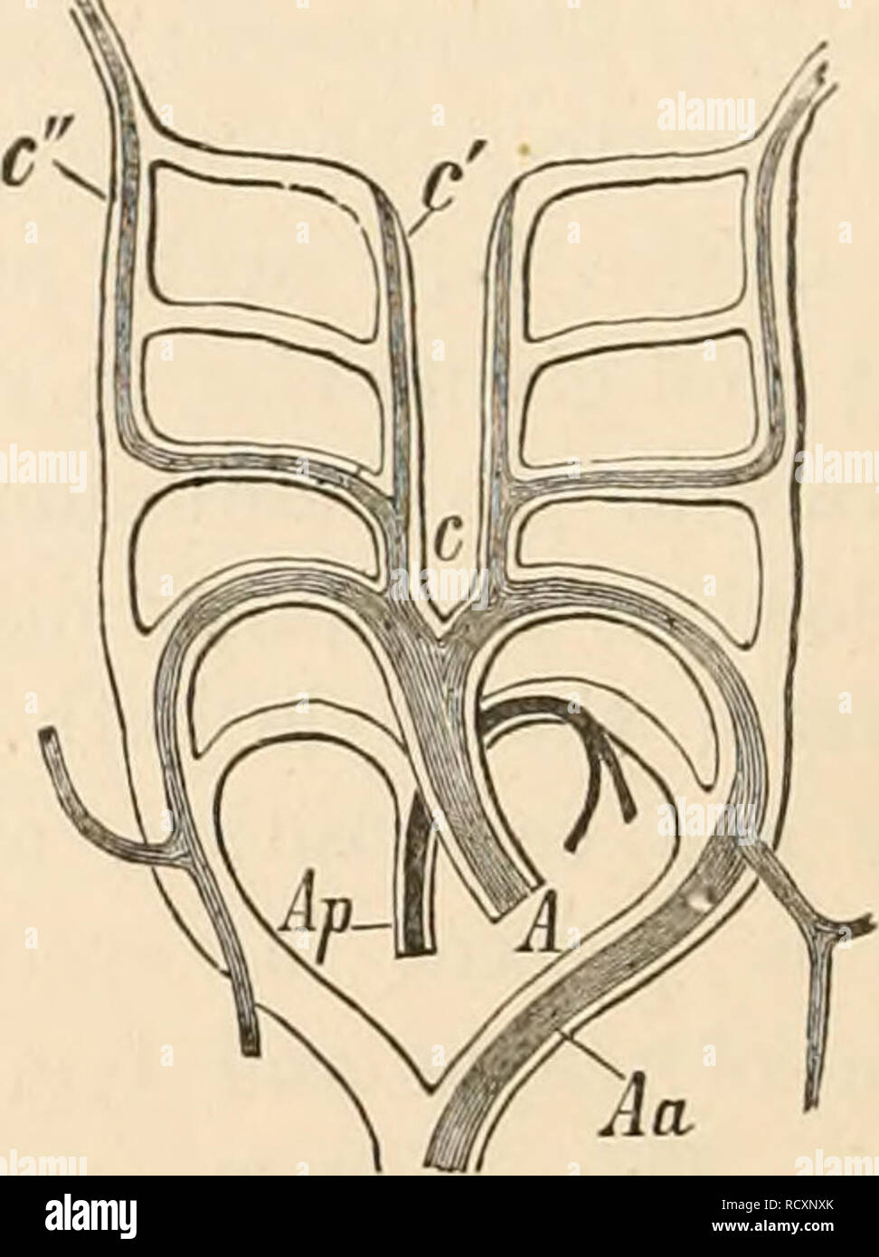 . Elementary text-book of zoology. Zoology. FIG. 62.— Diagram of the great arteries of a mammal with reference to the fira-embry- oiiic arterial arches (after Rathke). c, common carotids ; c', external carotid ; c&quot;, inter- nal carotid; A, aorta. Ap, pulmonary artery ; Aa, aortic arch. Inner surfaces also may be con- cerned in this exchange, especially those of the digestive cavity and intestine, or, as in the Echi- noderms, in which a separate vascular system is developed, the surface of the whole body cavity. Respiration in water obviously takes place under far more un- favourable condit Stock Photo
