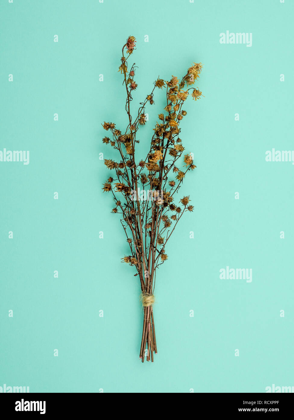 Top view bouquet of dried and wilted brown Gypsophila flowers on blue background Stock Photo