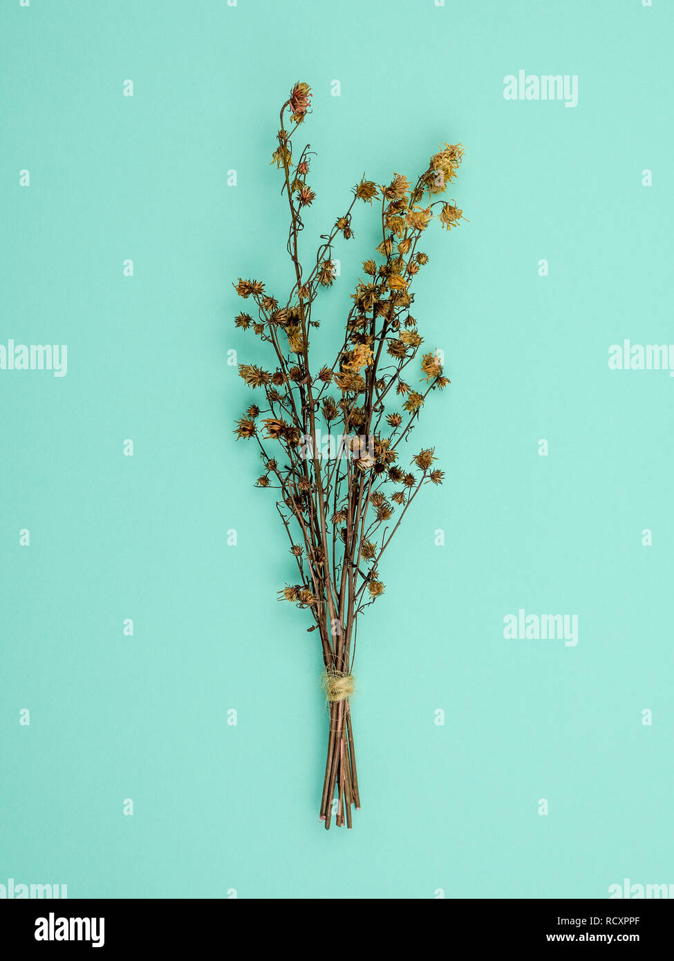 Yellow pressed dried flowers hires stock photography and images Alamy