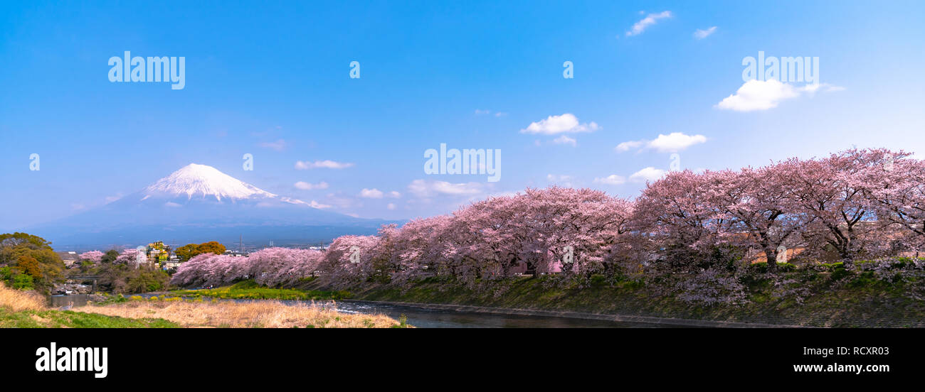 Mount Fuji ( Mt. Fuji ) with Sakura cherry blossom at the river in the morning, Shizuoka, Japan. Stock Photo