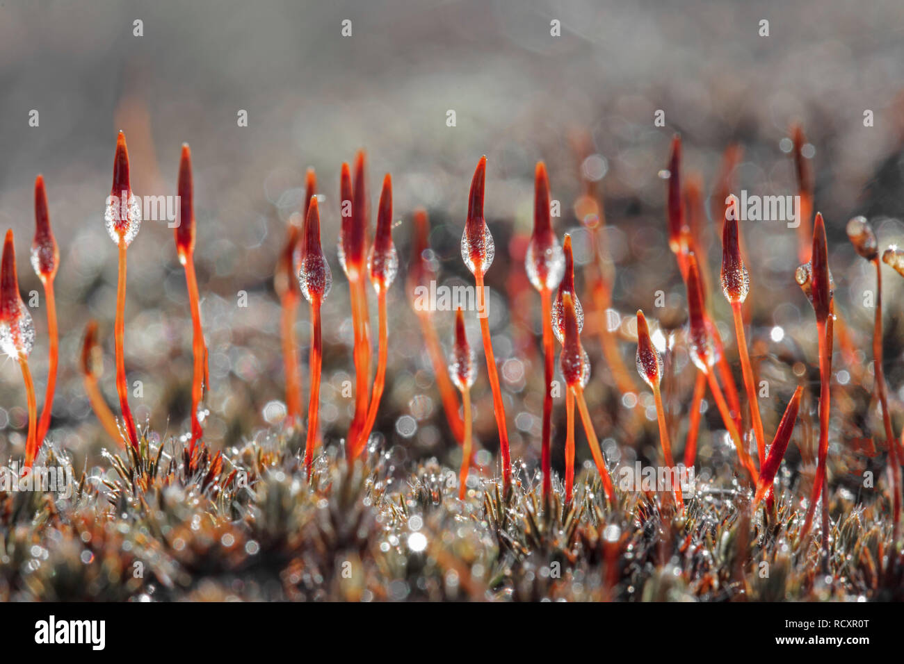 The Netherlands, Kootwijk, Kootwijkerzand, Close-up Bristly haircap  (Polytrichum piliferum), Raindrops. End of winter. Stock Photo