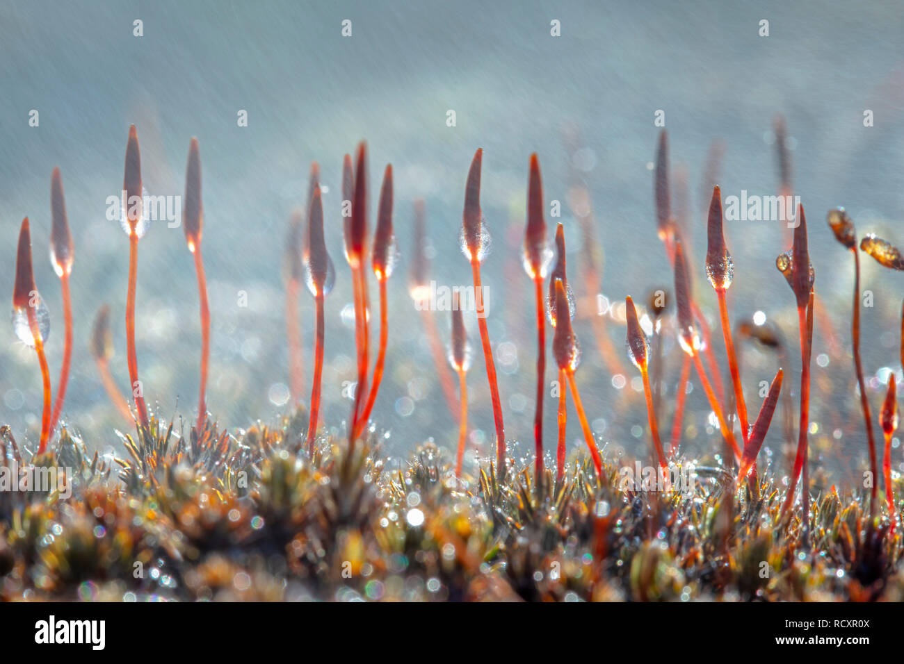 The Netherlands, Kootwijk, Kootwijkerzand, Close-up Bristly haircap  (Polytrichum piliferum), Rain. End of winter. Stock Photo