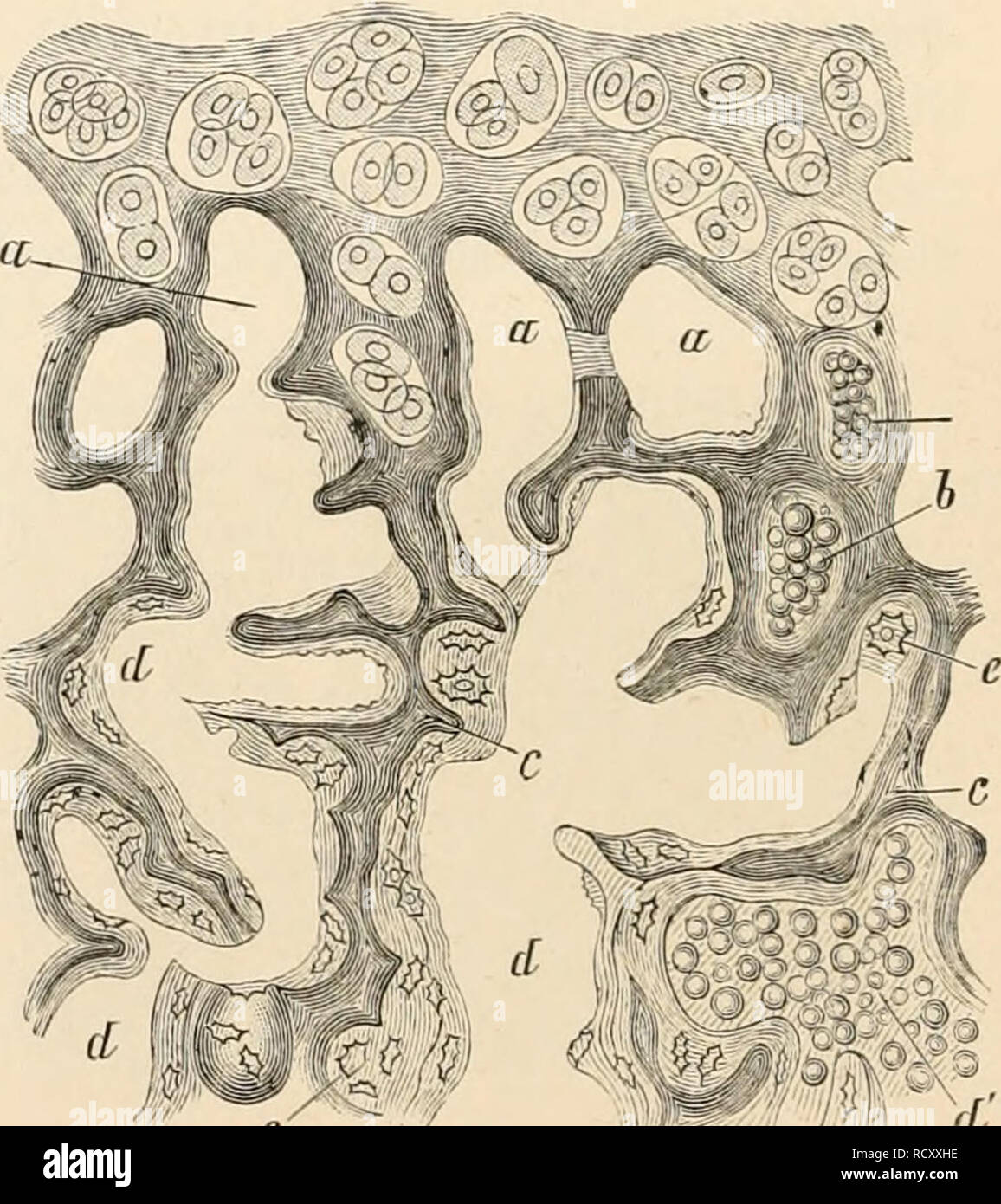 . Elementary text-book of zoology. Zoology. FIG. 32.—Section through ...