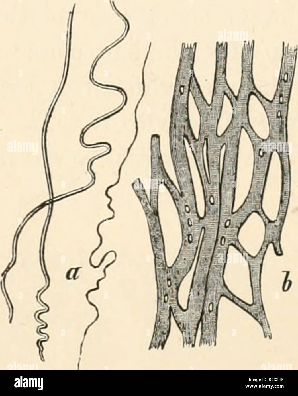. Elementary text-book of zoology. Zoology. ORGANIZATION AND ...