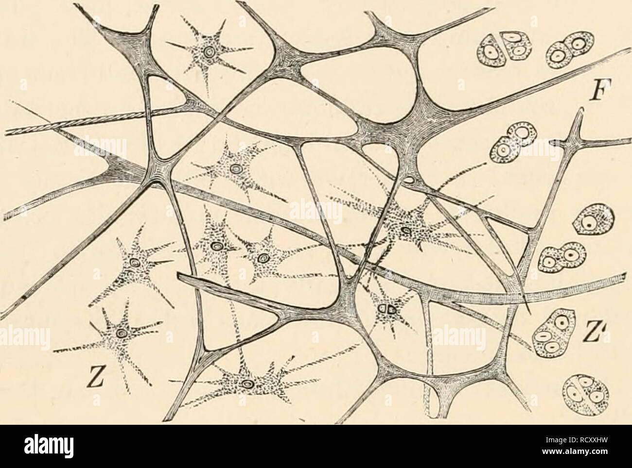 . Elementary text-book of zoology. Zoology. 38 GENERAL PART. phora). The so-called secreted tissue of young Ctenophora, and the gelatinous tissue of Medusae and Echinoderm larvse, into which cells eventually migrate, being at first absent, has a similar relation (fig. 26).. FIG. 26.—Gelatinous tissue of Rhizostorua. F, fibrous network ; Z, cells with processes ; Z', the same in division. Reticular connective tissue consists of a network of star-shaped and branched cells, the spaces of which contain another kind of tissue element. In the so-called adenoid tissue, which functions as the supporti Stock Photo