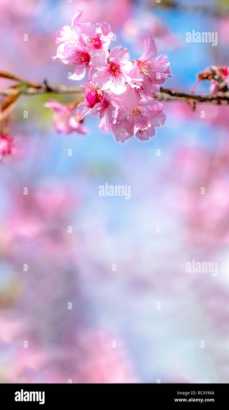 Beautiful cherry blossoms sakura tree bloom in spring over the blue sky ...