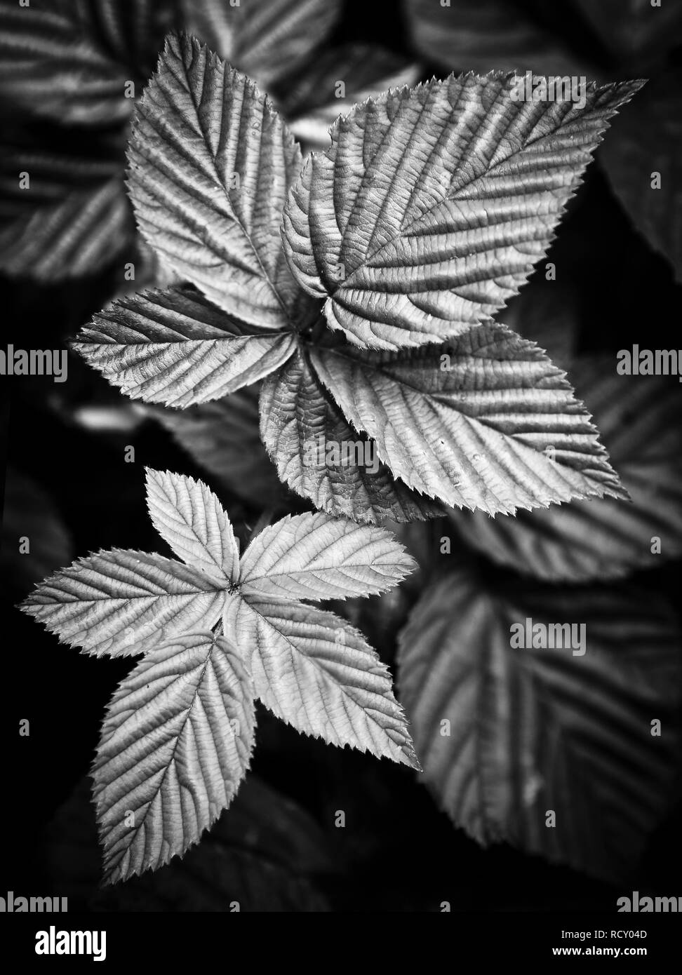Fine Art photo of layered woodland leaves with soft autumnal light Stock Photo