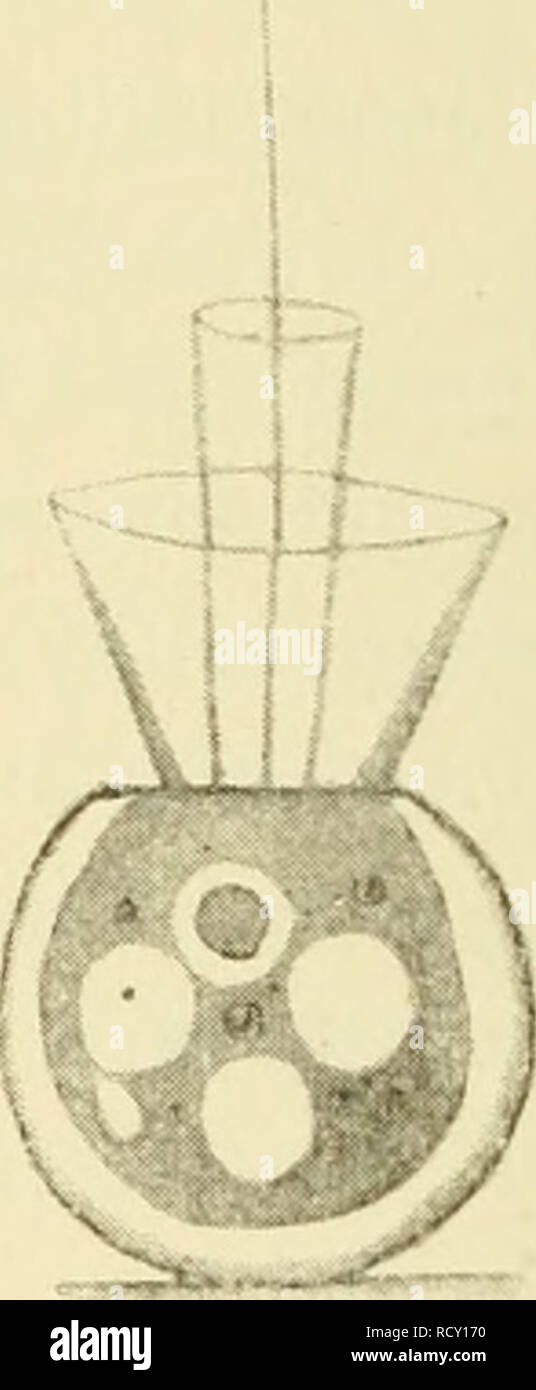 . Der Organismus der Craspedomonaden. . Fig. 77—78. Diplosigopsis Entzii Feance. — Fig. 77. Die spindelförmige Artvaiietät. mit &lt;jhitirigelben Gehäuse; die beiden Kragen entspringen von gemeinsamer Basis. — Fig. 78. Die kugelförmige Artvarietät. Beide Figuren ca 88(l-facli vergr. Nach der Natur. wie die Schlingvacuole. Ich konnte auch die zu der Schling- vacuole führende feine Plasmamembran beobachten, doch ge- lang es mir nicht ihren weiteren Verlauf zu verfolgen; es schien mir, als ob sie sich aufJ den äusseren Kragen aufgewun- den hätte. In einem Falle befand sich die pulsierende Vacuole Stock Photo