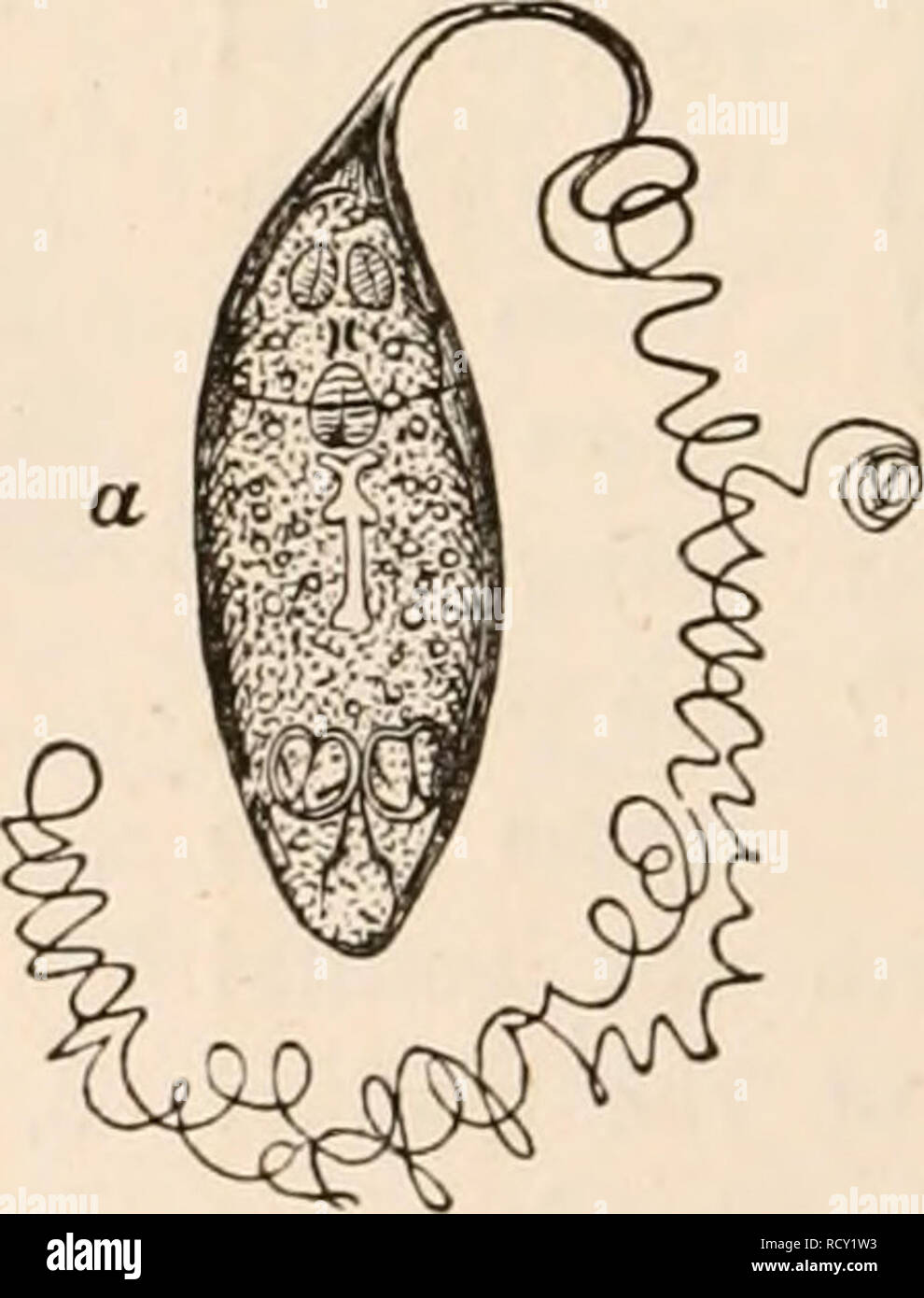 Elementary Text Book Of Zoology Tr And Ed By Adam Sedgwick With The Assistance Of F G Heathcote Please Note That These Images Are Extracted From Scanned Page Images That May