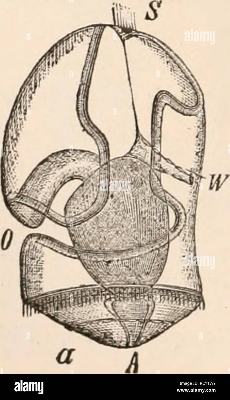 . Elementary text-book of zoology, tr. and ed. by Adam Sedgwick, with the assistance of F. G. Heathcote. an affinity to the Tunicata by the mode of respiration. This in- teresting worm was discovered by Delle Chiaje, .and its organization and development have been recently investigated by Al. Agassiz and Kowalevski [more recently by Bateson, Q. J. Mic. Sci. 1884] (fig. 241). The most inte- resting point about this form is the structure of its larva, which renders its relationship to the Echinodermata probable. The larva was described by J. Miiller asTornaria, and was regarded by him as an Echi Stock Photo
