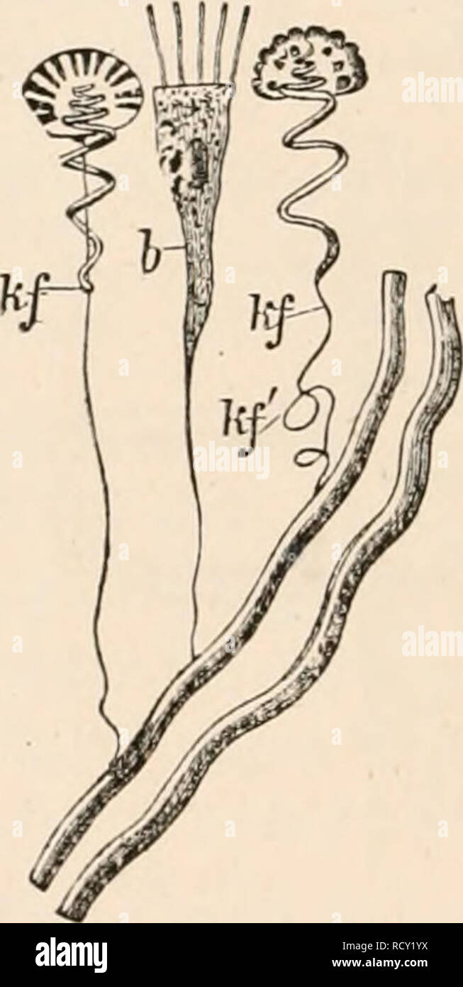 Elementary Text Book Of Zoology Tr And Ed By Adam Sedgwick With The Assistance Of F G Heathcote 264 Ccellst Jiiata Up To The Present Time The Nervous System Of The Ctenophora Fig Elementary Text Book Of Zoology Tr And Ed By Adam Sedgwick With The Assistance Of F G Heathcote 264 Ccellst Jiiata Up To The Present Time The Nervous System Of The Ctenophora Fig