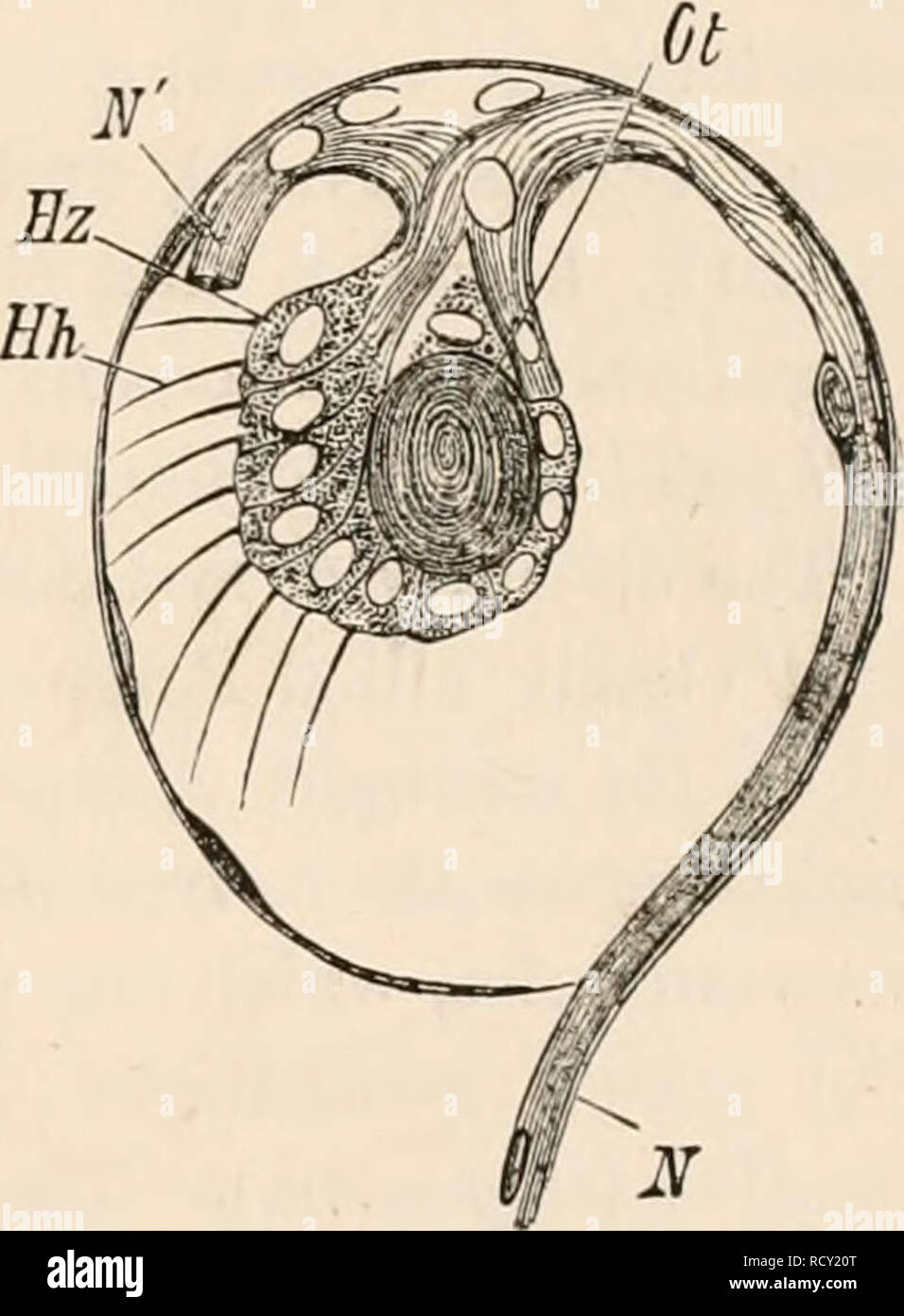 Fibrilla muscular hi-res stock photography and images - Alamy