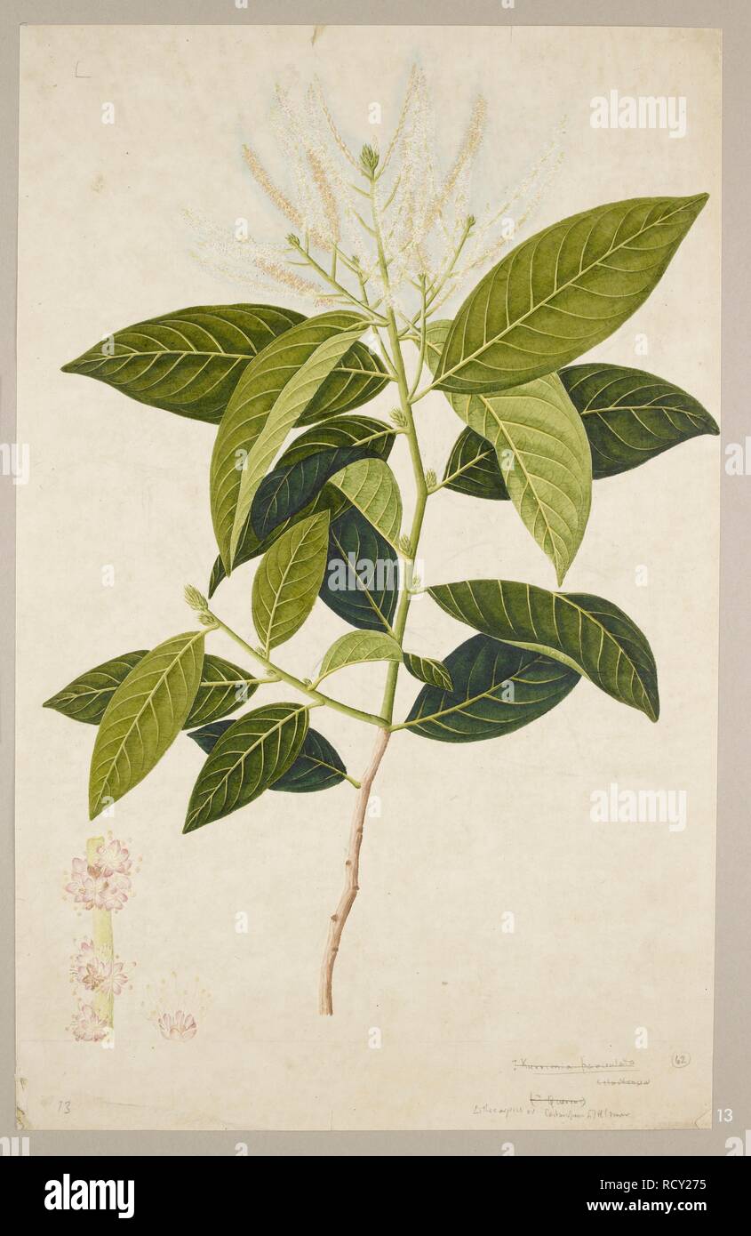 'Lithocarpus' sp. or 'Castanopsis' sp. Plant of the family Fagaceae. 1818-c.1830. Watercolour and pencil. Source: NHD 49/13. Stock Photo