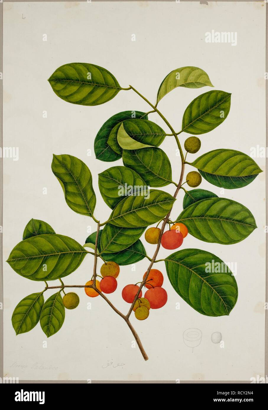 Salacia Chinensis. L. (Celastraceae). From an album of 40 drawings of plants made by Chinese artists at Bencoolen, Sumatra, for Sir Stamford Raffles. c.1824. Watercolour. Source: NHD 48/17. Stock Photo