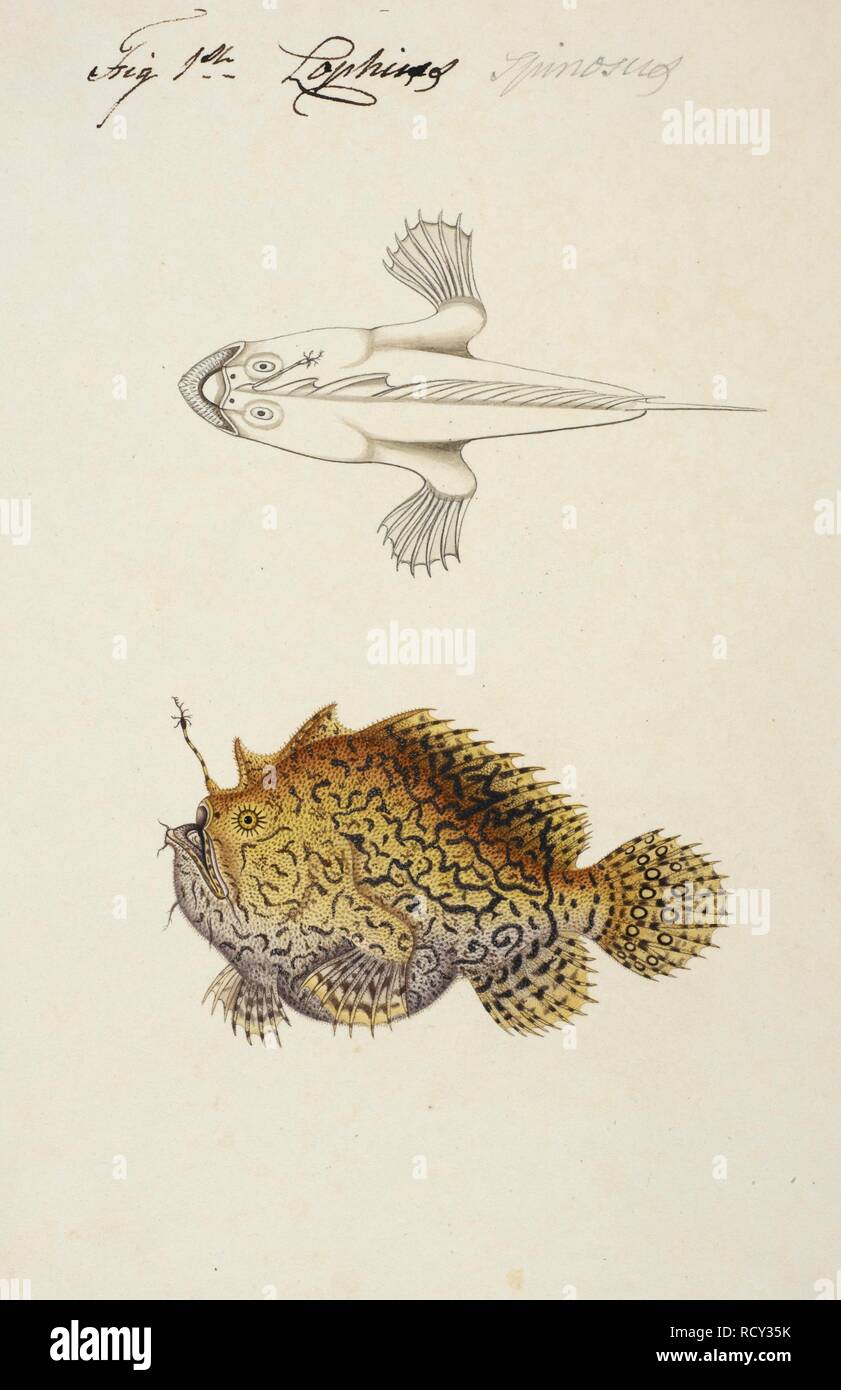 Steched Fish A very ugly fish, sketched from above, and fully painted in side view ...