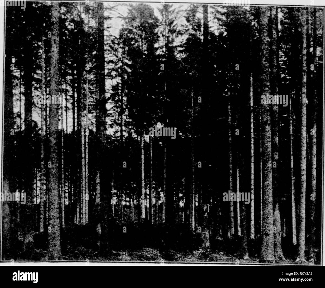 . Der deutsche wald [microform]. Forests and forestry. 12. i^eniclfd)(agüeriüngung Qm ^Miitergrunb bcr tiod) ßeicDIüfjenc 33eftanb). 13. ö'cmelid)la9üerjiingung cinci? gic^tcniualDe». Please note that these images are extracted from scanned page images that may have been digitally enhanced for readability - coloration and appearance of these illustrations may not perfectly resemble the original work.. Hausrath, Hans, 1866-. Leipzig und Berlin, B. G. Teubner Stock Photo