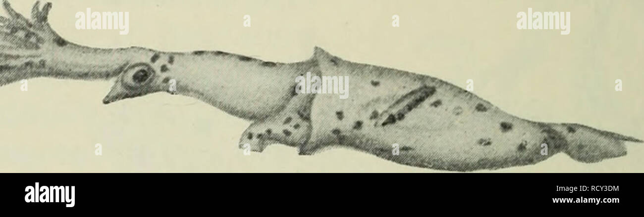 . The depths of the ocean; a general account of the modern science of oceanography based largely on the scientific researches of the Norwegian steamer Michael Sars in the North Atlantic. Oceanography. 592 DEPTHS OF THE OCEAN include mostly large forms, belonging to a biological group of squids (comprising the family of giant squids, Architeuthidae), the members of which are among the pirates of the ocean, and in their turn fall a prey to the large squid-hunting whales. Illex illecebrosus and Ommatostrephes todarus are northern forms, of great importance on the banks of New- foundland, and alon Stock Photo