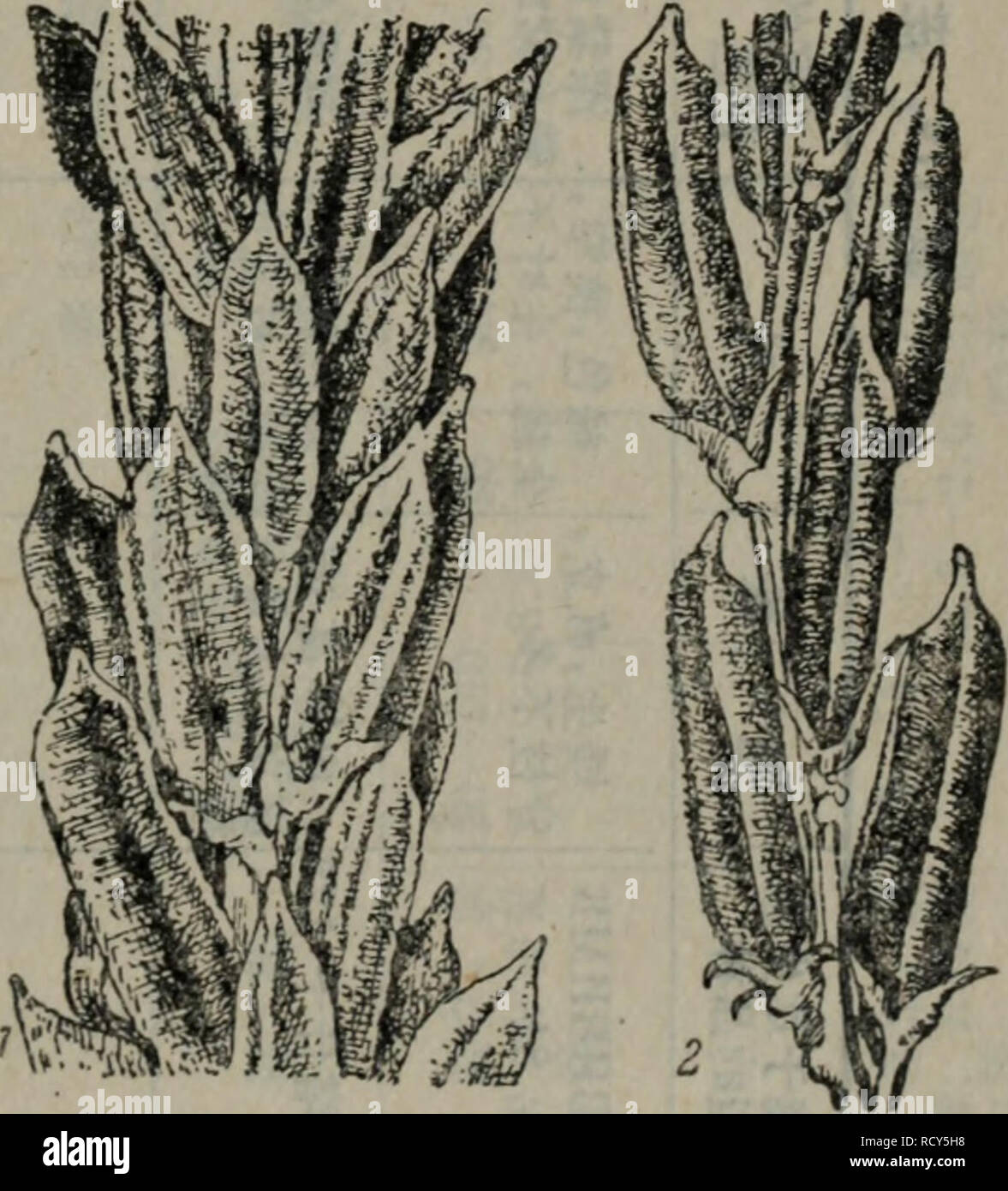 泻邪褉邪屑斜邪 nd