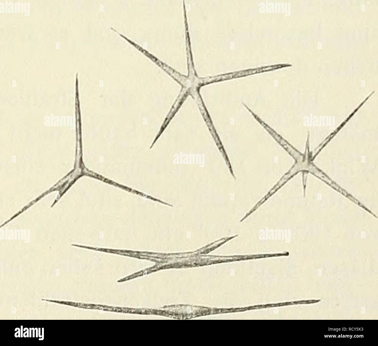 . Denkschriften Österreichische Akademie der Wissenschaften