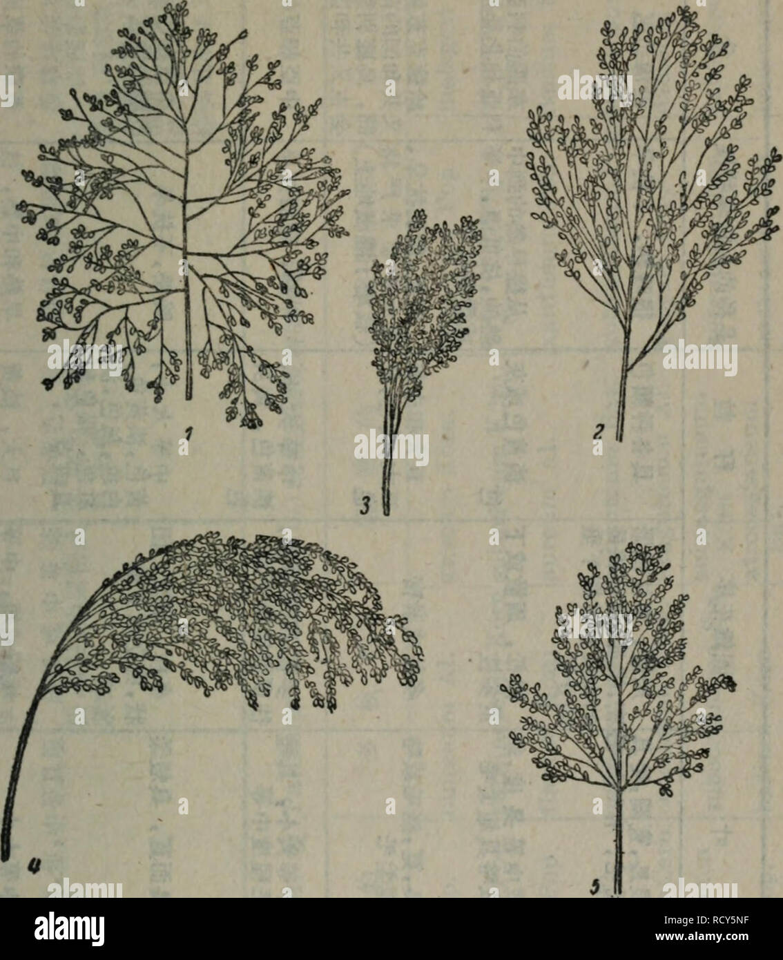 . da tian zuo wu yu zhong xue yu zhong zi fan yu xue shi xi zhi dao. botany. #è¼^ 2ll_ ç±½ç²ç大å°é»åç§æ¡ç §ç±½ç²ç大å°å¯åºå为ä¸ç±»ï¼å¤§ç²ç ç±½ç²ä¸è½éè¿gSi:å-为1.8毫米ç篩ãï¼f ï¼åç²Eè¶ :7å ï¼ä¸-ç². å79.æ³°çå类群çåéè±åºï¼ 1 ä¸å¨æ£çï¼2â夿çï¼3âå¢ççï¼4ä¸ç´§å¯çï¼5âæ©¢åå½¢çã çä¸ç±½ç²è½éè¿ç¯©å-为1.8毫米ç篩å-ï¼ä½´ä¸è½éè¿ç¯©å-为1.5 毫米ç篩å-ï¼åç²é5~6.9å ï¼å°ç²çä¸ç±½ç²è½éè¿ç¯©å-为1.5 毫米ç篩å-ï¼ä½ä¸è½éè¿ç±å-为1.2毫米ç篩å-ï¼åç²éå°äº5 å ã ç±½ç²ç大å°ä¹åå½¢ç䏿 ·ï¼æ¯è½ç¨æ¥èªªæåç§çä¸ä¸ªåå稳. Please note that these images are extracted from scanned page images that may have been digit Stock Photo