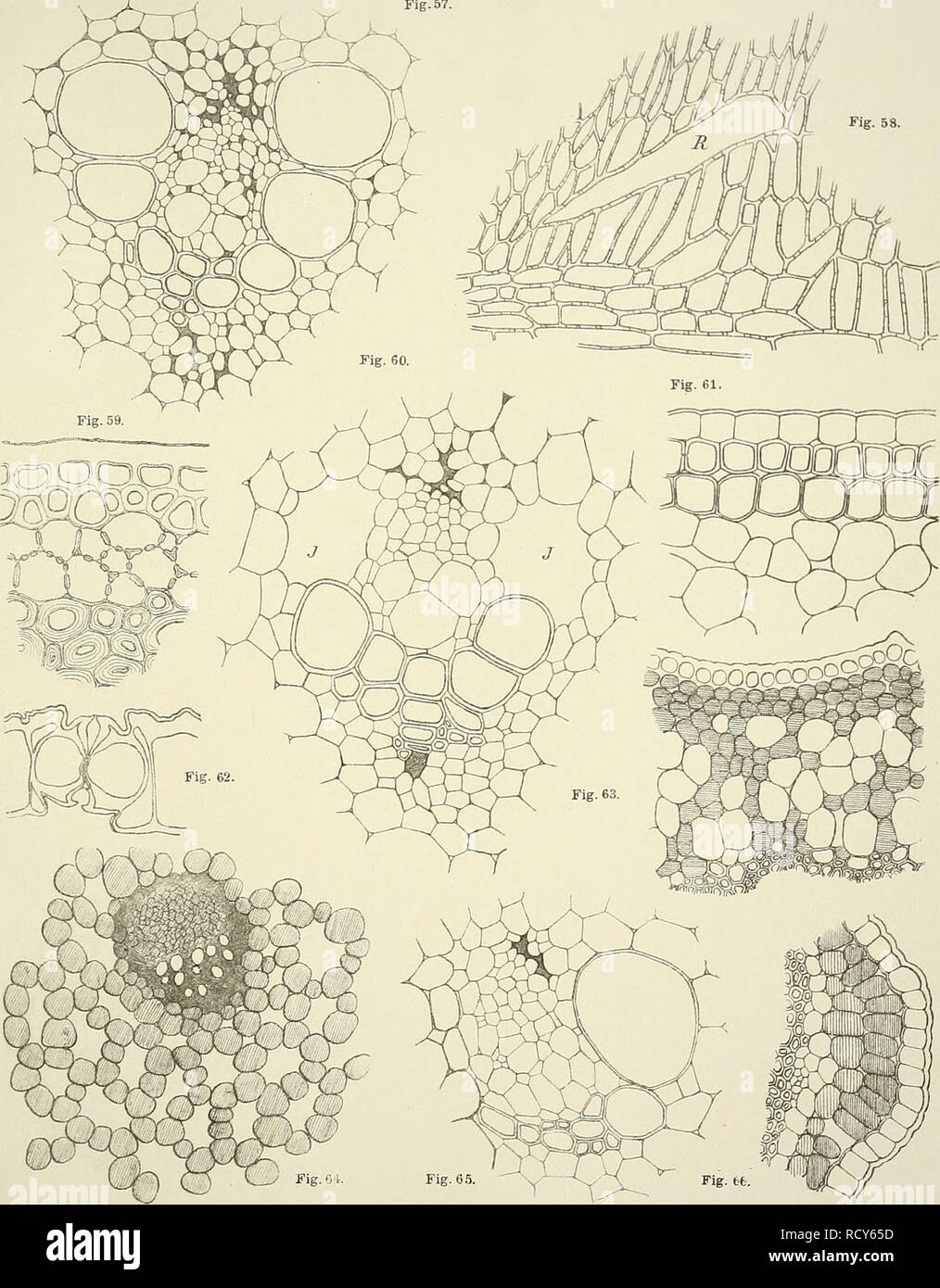 Anatomie klasse hires stock photography and images Alamy